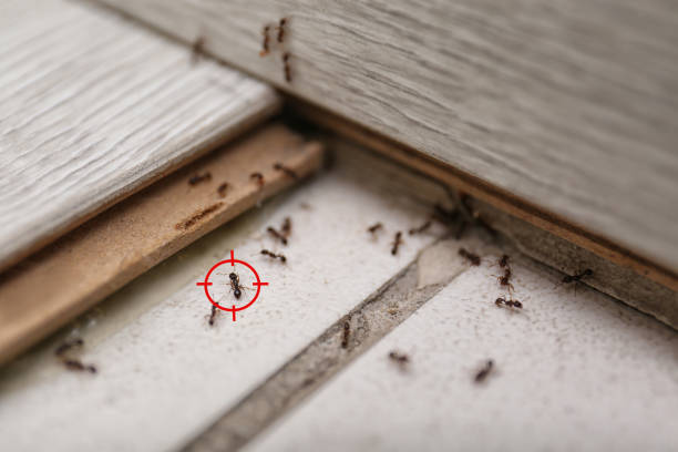 Pest Prevention Services in Pasadena Hills, FL