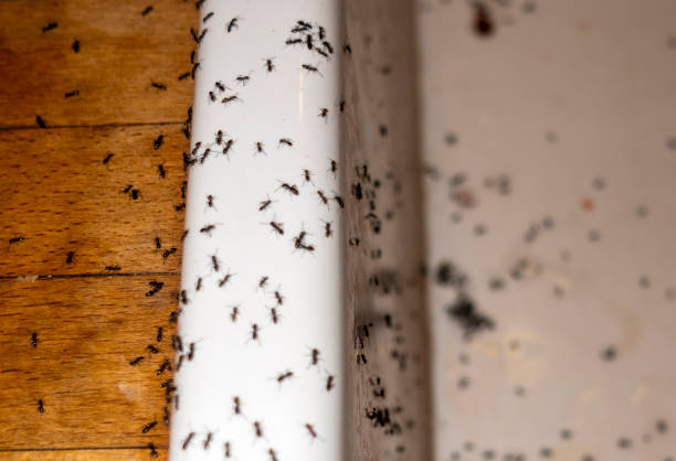 Best Commercial Pest Control Services  in Pasadena Hills, FL